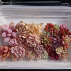 〖名前無し〗多肉植物小さなカット苗セット❤︎のサムネイル