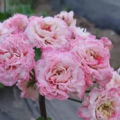 希少ゼラニウム 珍しいゼラニウム苗 レア品種ゼラニウム Avon01 - メルカリ