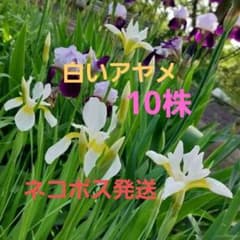 白いアヤメ10株セット＼(^^)／のサムネイル