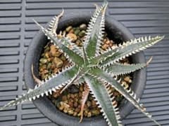 安いDyckia Trackingの通販商品を比較 | ショッピング情報のオークファン