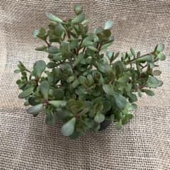 紅稚児 多肉植物 抜き苗 - メルカリ