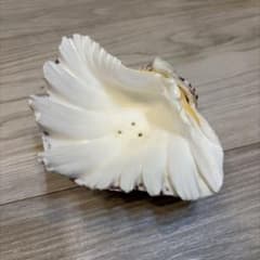 ✨おしゃれなシャコ貝の小物入れ✨のサムネイル
