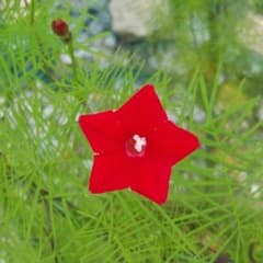 ルコウソウ 赤 種子 200粒～のサムネイル