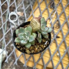 多肉植物 シルエット×ダークアイス②のサムネイル