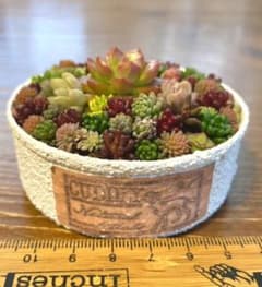 このまま発送 ホワイトリメ缶 多肉植物寄せ植えのサムネイル
