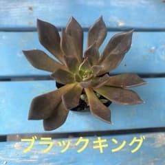 多肉植物　☆ブラックキング☆子株付抜き苗根付きのサムネイル