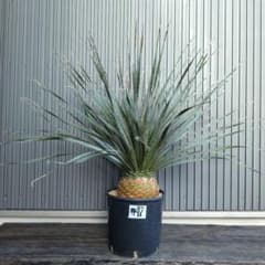 72 ダシリリオン グラウコフィラム選抜株 （太株） - メルカリ