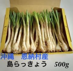 沖縄県　恩納村産　島らっきょう500gのサムネイル