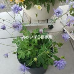 あかいばら様専用のサムネイル