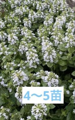 アジュガホワイト 大きさにより抜き苗 4〜5苗 ネコポス発送 - メルカリ