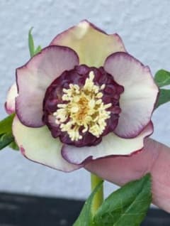 【加藤農園認定札付き】クリスマスローズ　ゴールドモーリー 加藤農園認定札付き】クリスマスローズ ゴールドモーリー 公認）日本