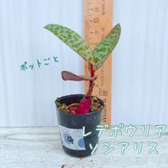 ＊レデボウリア socialisポットごと苗 ＊Gのサムネイル