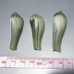 ハオルチア 白蛇伝 葉挿し苗 - メルカリ