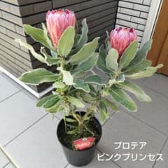 プロテア ピンクミンク　7号鉢　オージープランツ　苗　観葉 現品限り！プロテア ピンクプリンセス 7号鉢 オージープランツ 飯塚