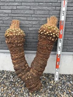 蘇鉄 ソテツ ダブル カット株 雄木 鹿児島❗️ - メルカリ
