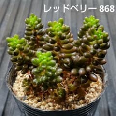 レッドベリー 868 セダム 多肉植物 抜き苗 鉢の中全部 - メルカリ