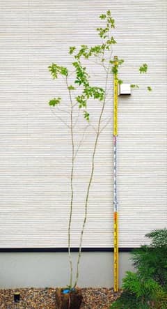 【株立ち・美白斑点模様】アオダモ A2615 【茨城直接引渡し可】山採り 株立ち・美白斑点模様】アオダモ A2615 【茨城直接引渡し可】山採り