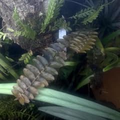 着生ラン: Appendicula sp. Tambunanのサムネイル