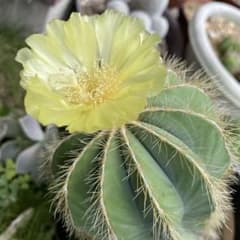 英冠丸　花サボテンのサムネイル