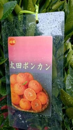 特撰果樹！田口早生みかん 3年生 苗木 | Japonya'daki Mercari'den