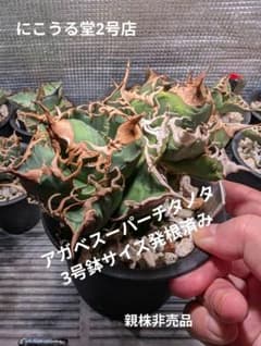 K*P様 アガベ スーパーチタノタ3号鉢サイズ発根済みのサムネイル