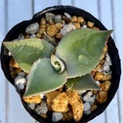 観葉植物 アガベ パリートランカータ 抜き苗 - メルカリ