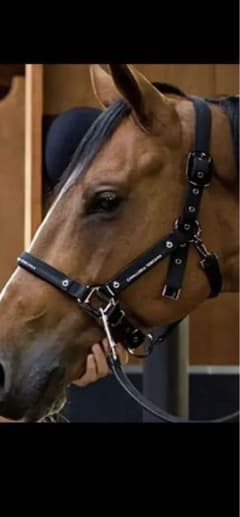 乗馬用品　カヴァレリアトスカーナ  無口のサムネイル