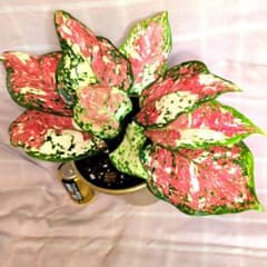 9800⤵️❇超選抜品！レア品種♡アンヤマニー トリカラー・アグラオネマ 9800⤵️❇超選抜品！レア品種♡アンヤマニー トリカラー
