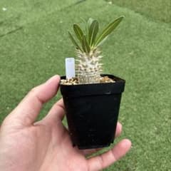 パキポディウム　ホロンベンセ実生20 塊根植物　コーデックスのサムネイル