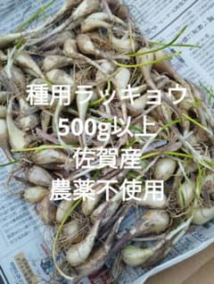 種用ラッキョウ 500g以上 ネコポス 佐賀産 農薬不使用のサムネイル