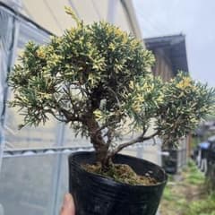 真柏斑入り盆栽鉢ごと発送 - メルカリ
