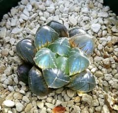 e*s様 1770 SFMオブスタ ブルー 親株あり 多肉植物 ハオルチア アロ