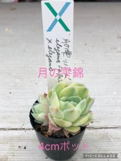 多肉植物 月の室錦♡小苗(サボテン相談室) - メルカリ