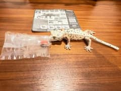 クレステッド★ゲッコー（ダルメシアン）いきもの大図鑑アドバンス バンダイ 爬虫類のサムネイル