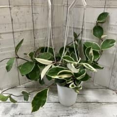 3.5号 吊り鉢 観葉植物 多肉植物 ホヤ リップカラー カルノーサ
