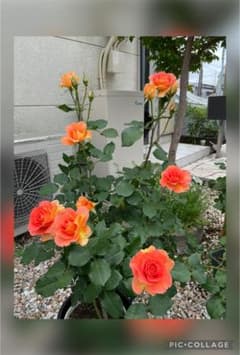 ポット土付きにて発送！】バラ オレンジ 挿し木苗③ - メルカリ