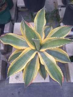 アガベ　サルミアナフェロックス　リップルエフェクト　【11/2撮影】☆未発根☆ アガベ サルミアナフェロックス リップルエフェクト 【1/25撮影】☆未