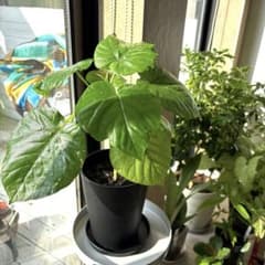 フィカス ウンベラータ 実生株 鉢植え付のサムネイル