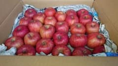 送料無料☆入手困難な昔の完熟サンふじ１０～１１キロ秀品☆のサムネイル