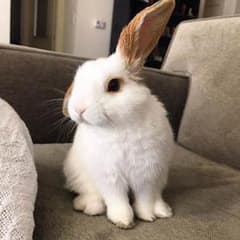 はなちゃん様専用のサムネイル