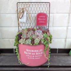 多肉植物 ♡そのまま飾れる寄せ植え♡6点セット✩.*˚ 多肉植物 ♡そのまま飾れる寄せ植え♡ - メルカリ