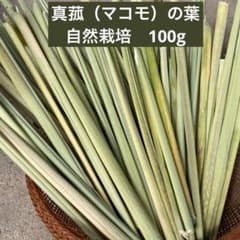 真菰（マコモ） 乾燥葉（根元部分） 100g 自然栽培 2025年 福岡県産