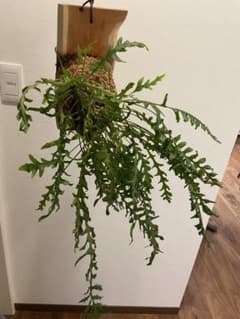 レカノプテリス　カルノーサ　板付　株分けのサムネイル