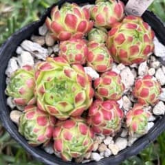 センペルビウム　ネバテンセのサムネイル