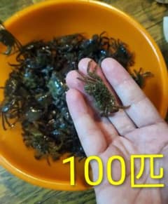 冷凍磯ガニ 100匹 ミックスサイズのサムネイル
