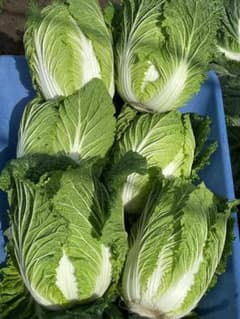 北海道産　減農薬　白菜　特大玉　10kg（3~5玉）のサムネイル