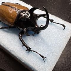 ゴホンヅノカブト　標本　1のサムネイル