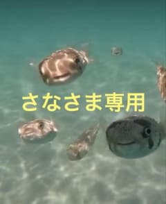トリーバーチ　イエロー トング　サンダル 箱付き　未使用のサムネイル