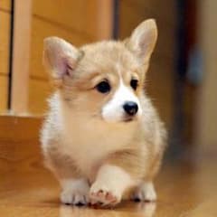 ゆうや様専用のサムネイル