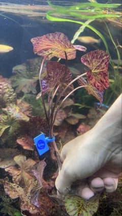 タイガーロータスレッド 1 株 （11）球根あり （おまけの水草3株）のサムネイル